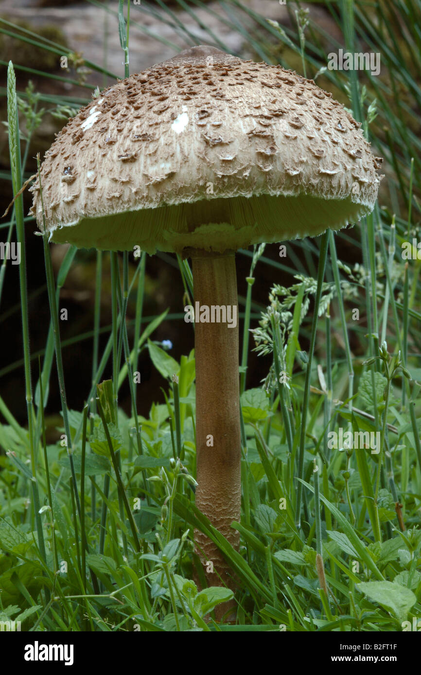 Parasol Mushroom (Lepiota procera) Stock Photo