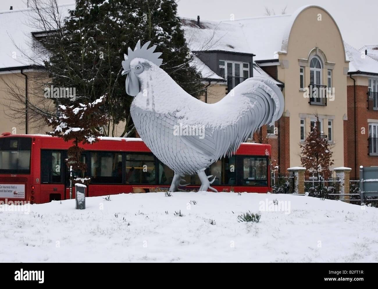 Dorking cockerel hires stock photography and images Alamy