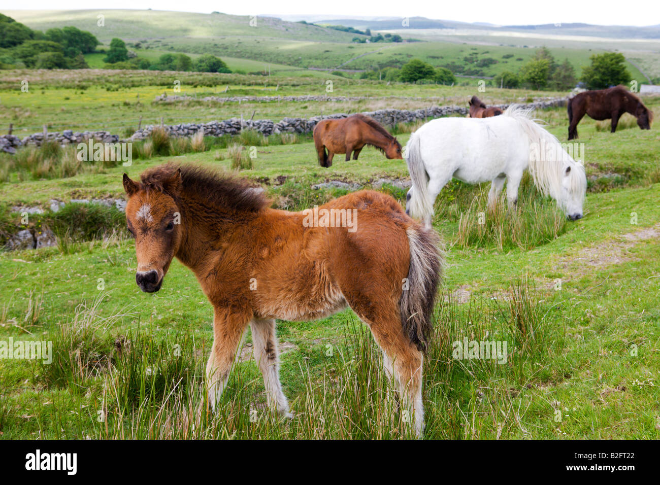 Dartmoor ponies and foals graze in Dartmoor National Park Devon England