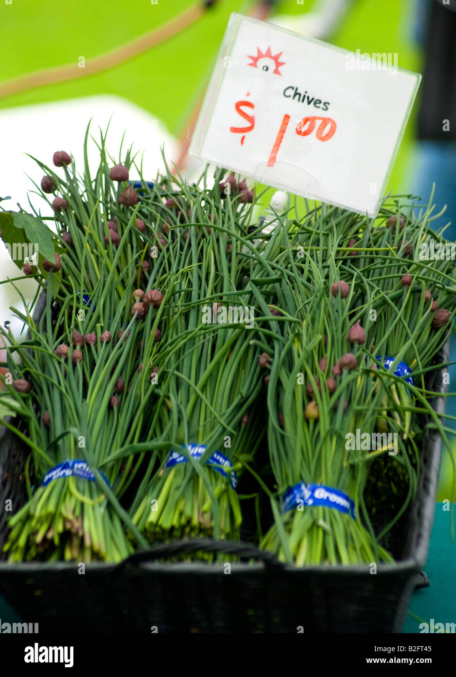 Organic chives with blossoms for sale at a farmers market Stock Photo