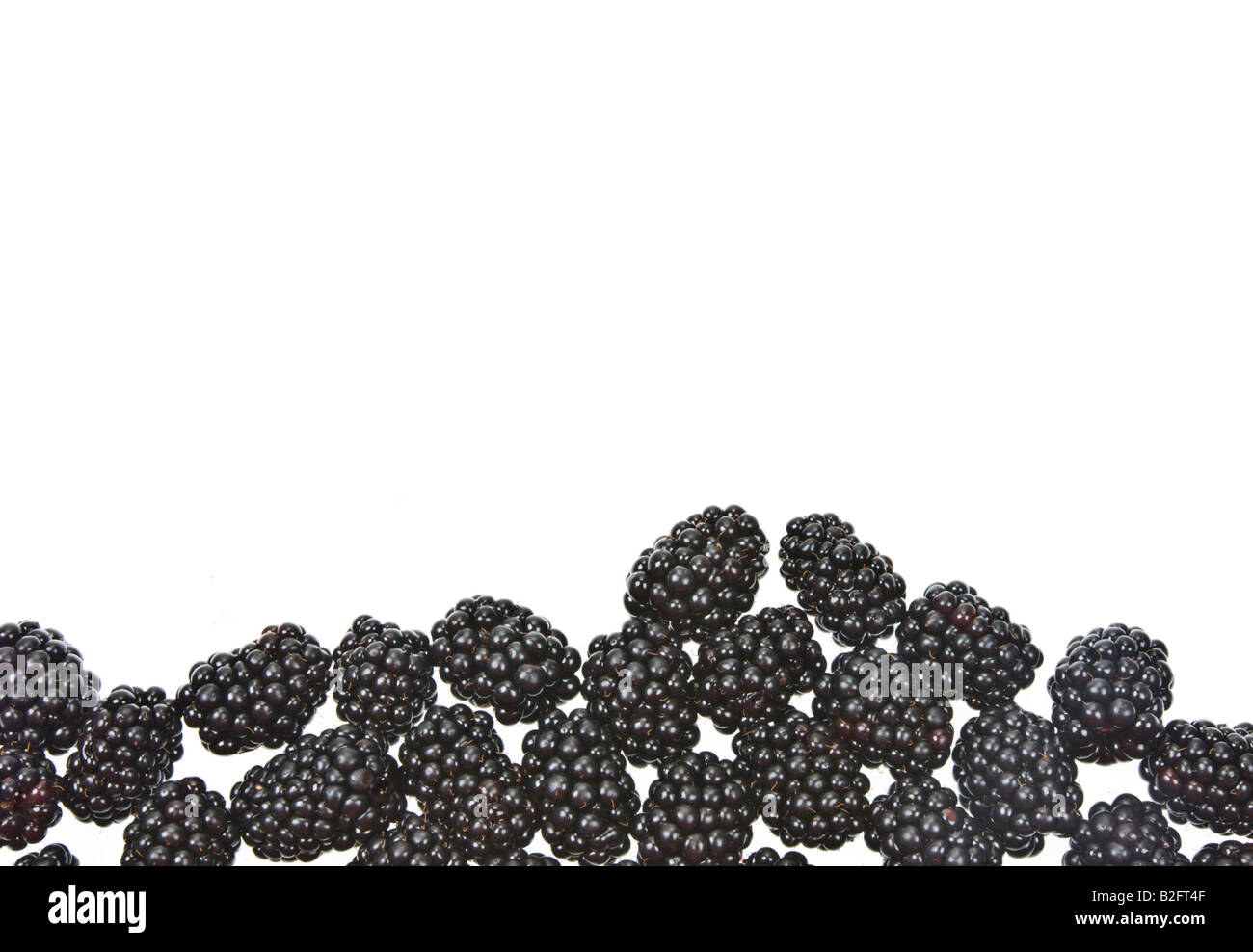 Rubas fruit Brombeere blackberry dewberry black berries boysenberry marionberry punnet panicle fresh on white Background space f Stock Photo