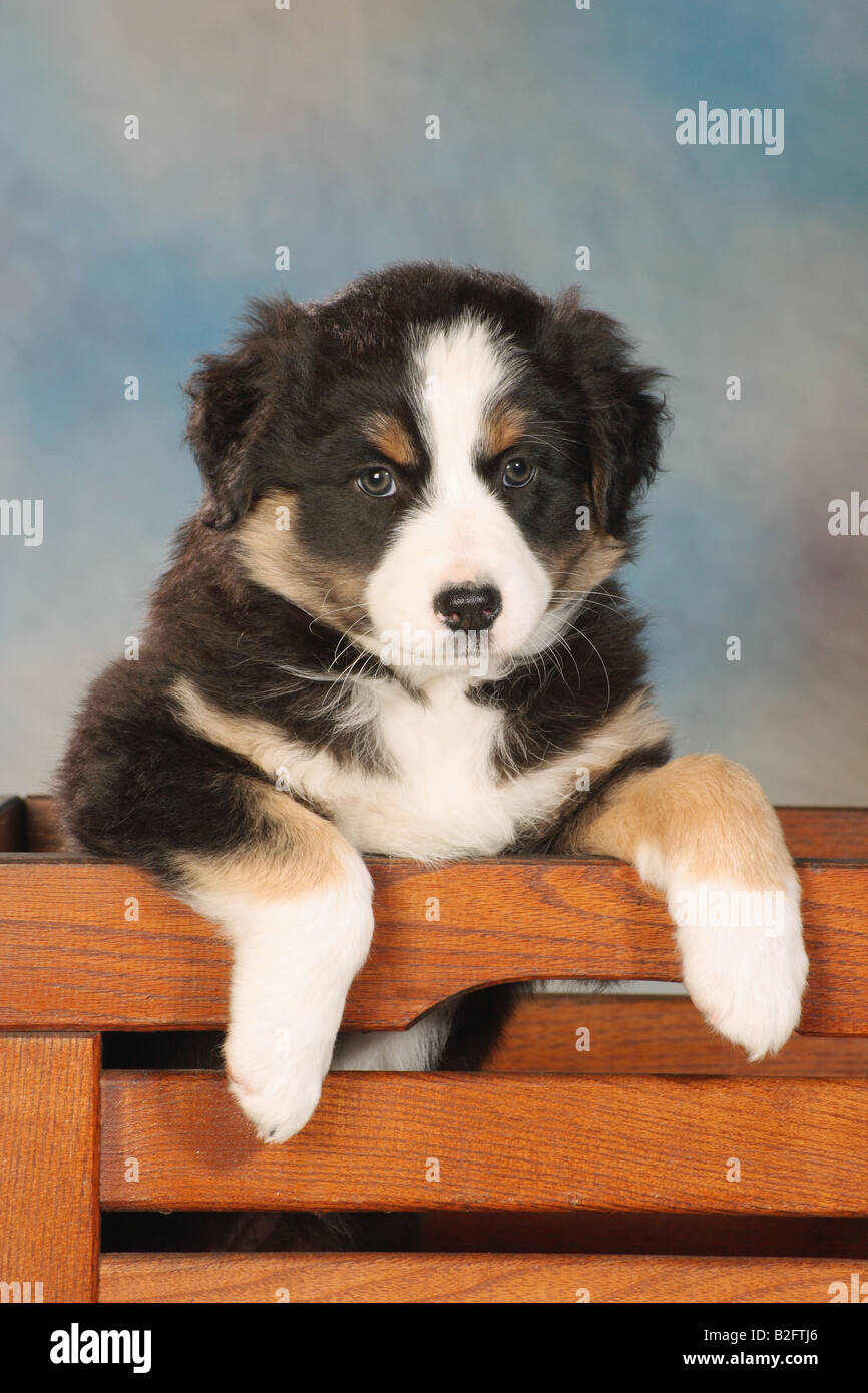 Australian Shepherd Puppy Sitting In Chest Stock Photo Alamy australian-shepherd-puppy-sitting-in-chest-stock-photo-alamy