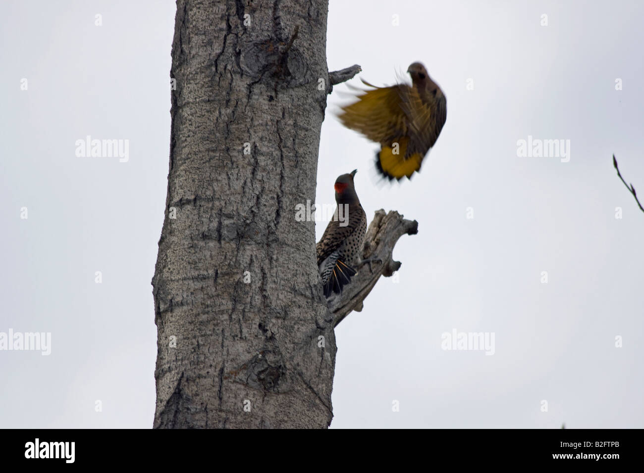 Red Shafted Northern Flicker, Colaptes auratus, Northern British Columbia Canada Stock Photo
