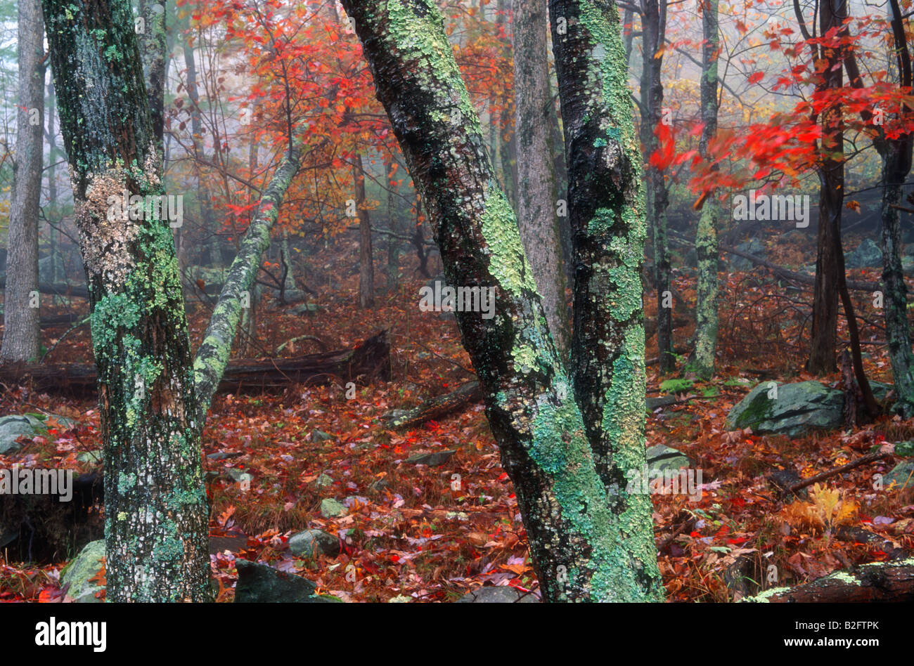 Autumn east orange vermont usa hi-res stock photography and images - Alamy