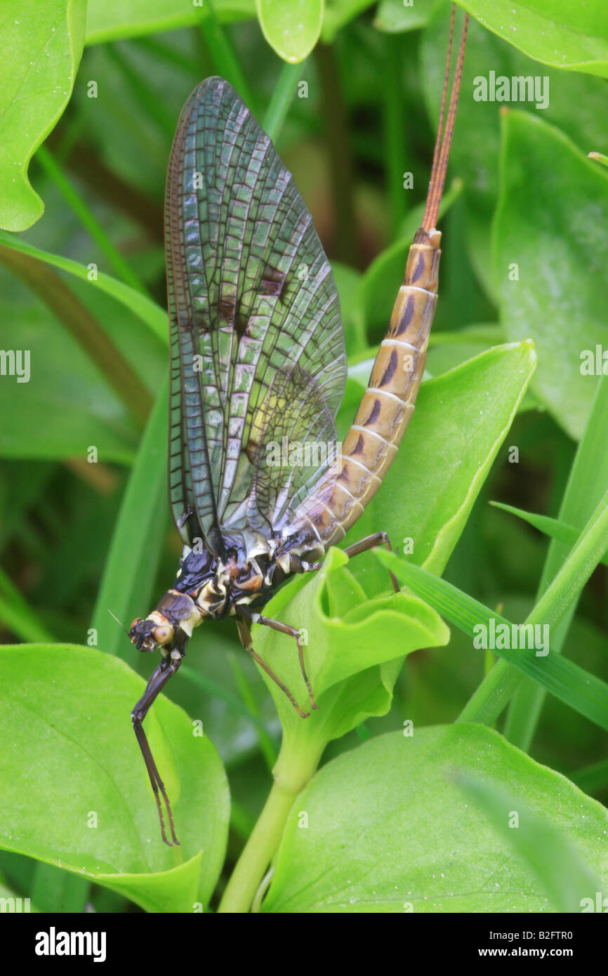 Mayfly (Ephemera vulgata) Stock Photo