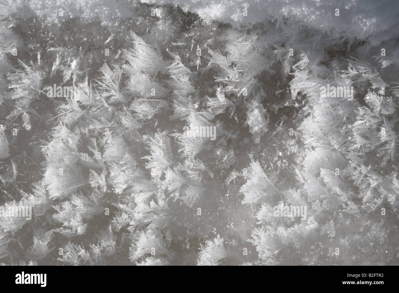 Natural frost crystals Belokurikha resort february 2008 Stock Photo