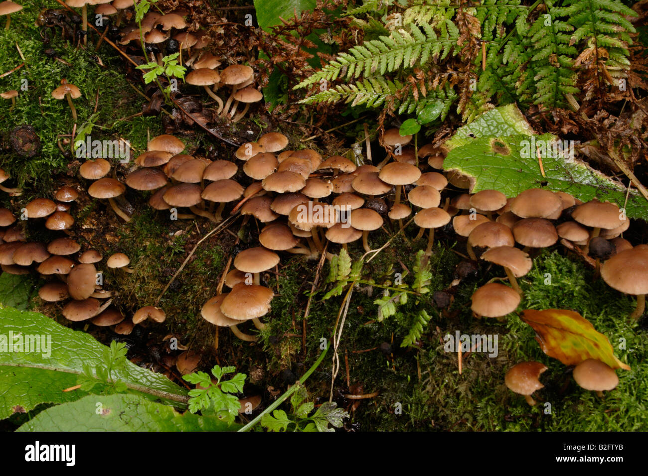 Common stump brittlestem fungi Psathyrella piluliformis formerly P hydrophila UK Stock Photo