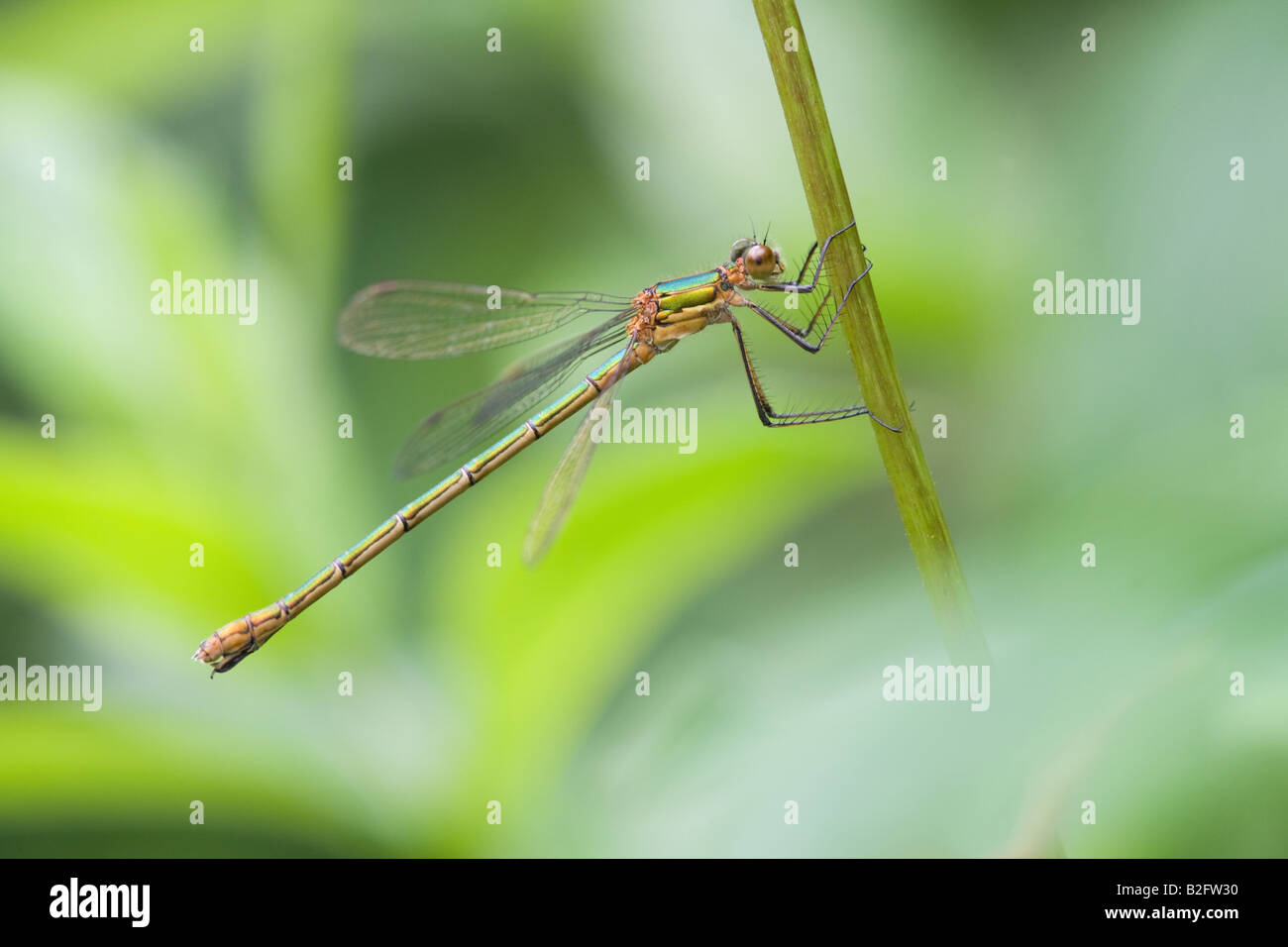 Emerald Damselfly Lestes sponsa adult at rest on a plant stem Stock ...