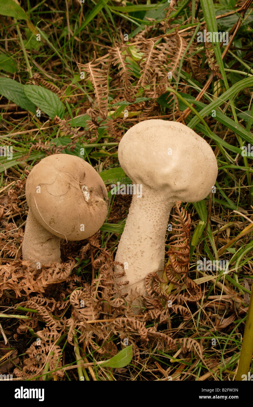 Pestle puffballs Handkea excipuliformis UK Stock Photo