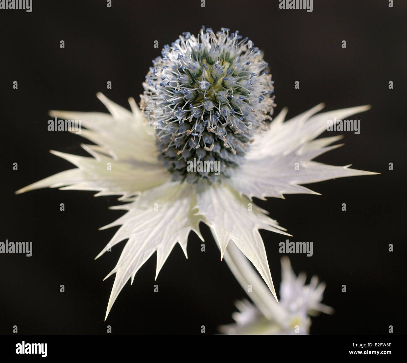 A studio close up of an Eryngium giganteum, "Miss Willmott's Ghost