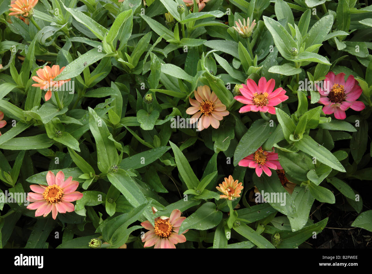Profusion Apricot Zinnia flowers during the summer months at Prescott