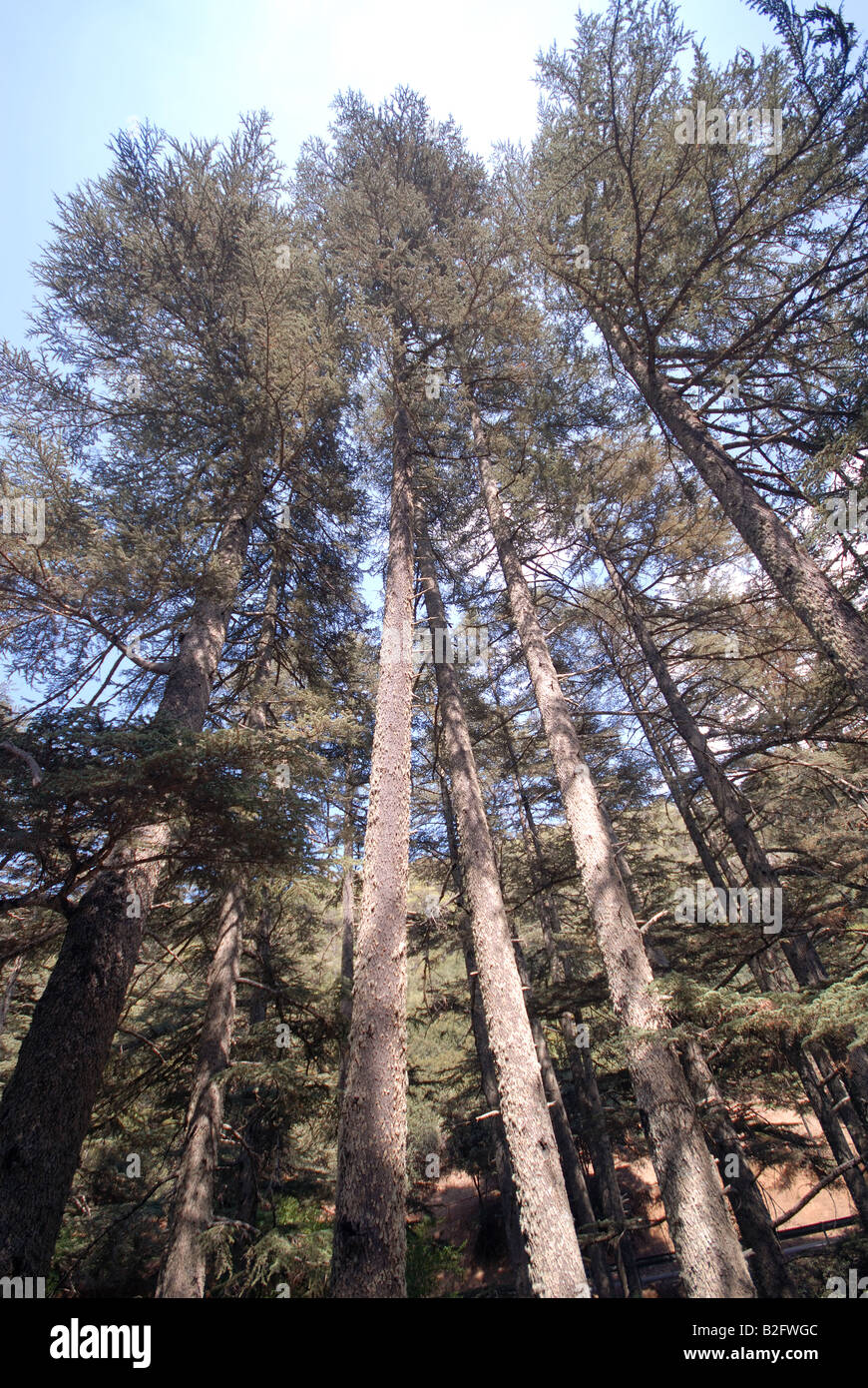 CYPRUS. Cyprus cedars (cedrus brevifolia) in Cedar Valley in the Troodos Mountains. Stock Photo