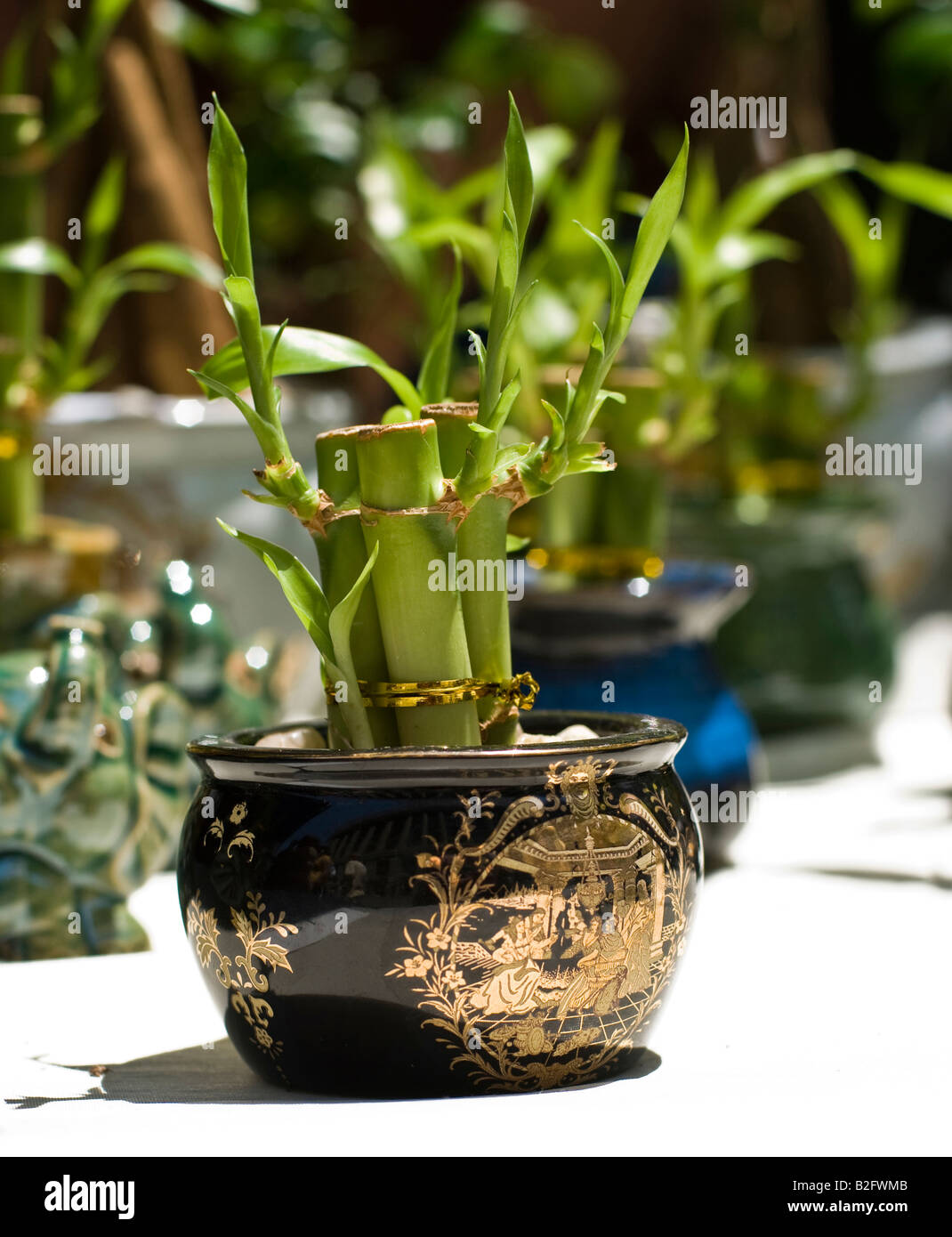 Chinese bamboo shoots hires stock photography and images Alamy