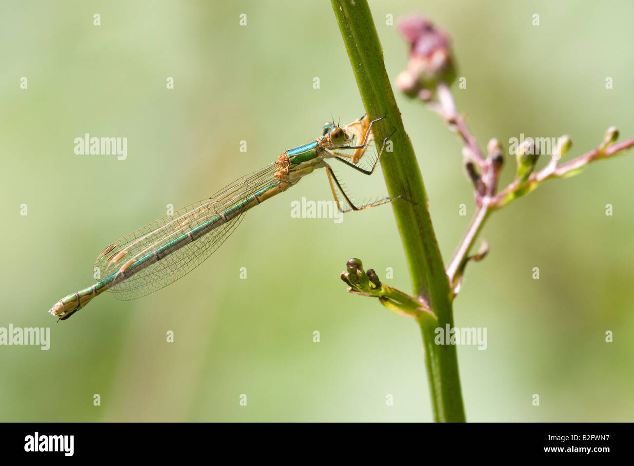 Emerald Damselfly Lestes sponsa adult at rest on a Figwort plant stem ...