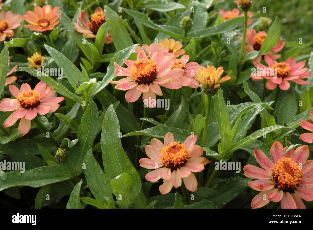 Profusion Apricot Zinnia flowers during the summer months at Prescott