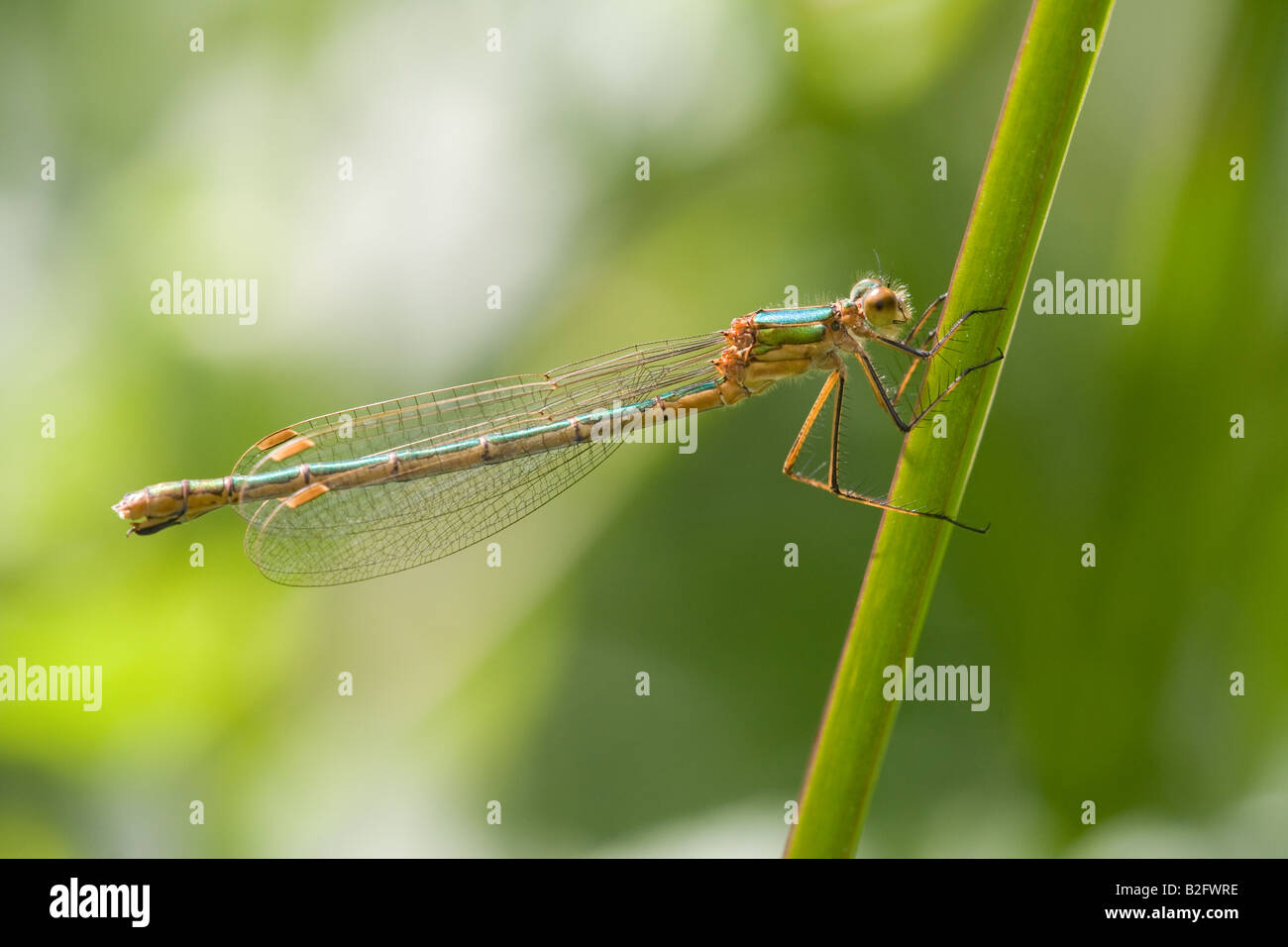 Emerald Damselfly Lestes sponsa adult at rest on a plant stem Stock ...