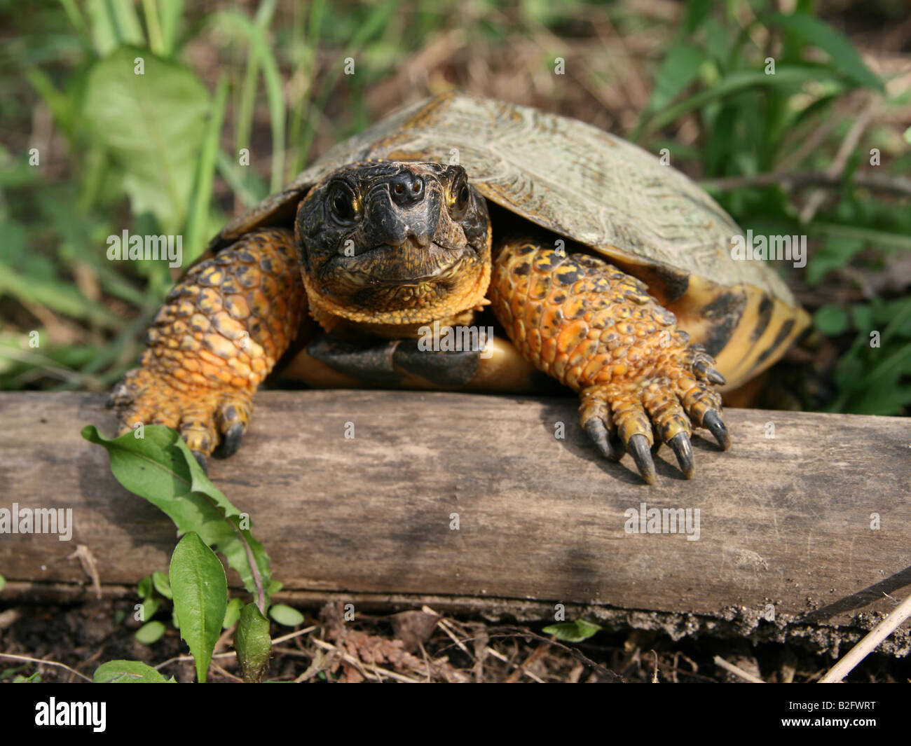 Wood Turtle (Glyptemys insculpta) in Ontario, Canada Stock Photo