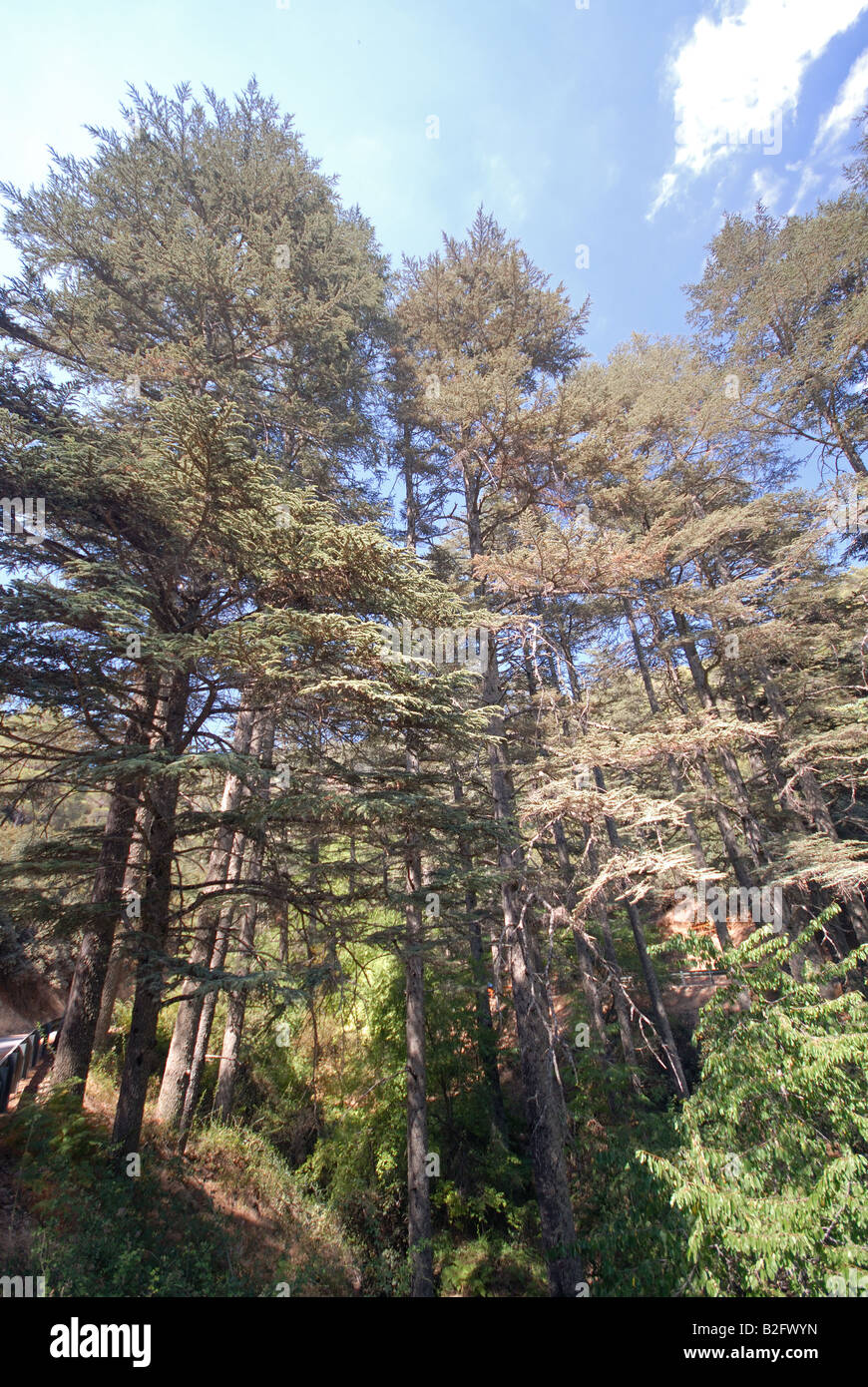 CYPRUS. Cyprus cedars (cedrus brevifolia) in Cedar Valley in the Troodos Mountains. Stock Photo