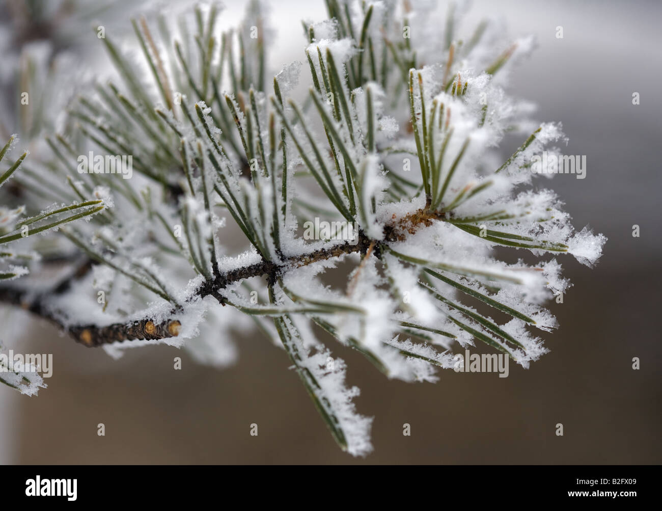 A close up of a pine tree branch covered hoarfrost Stock Photo - Alamy