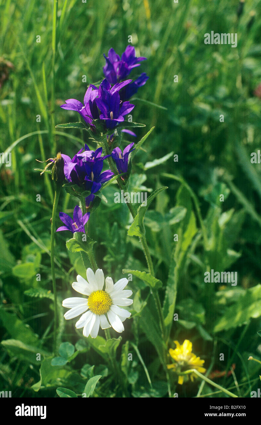 Clustered Bellflower and oxeye daisy Stock Photo
