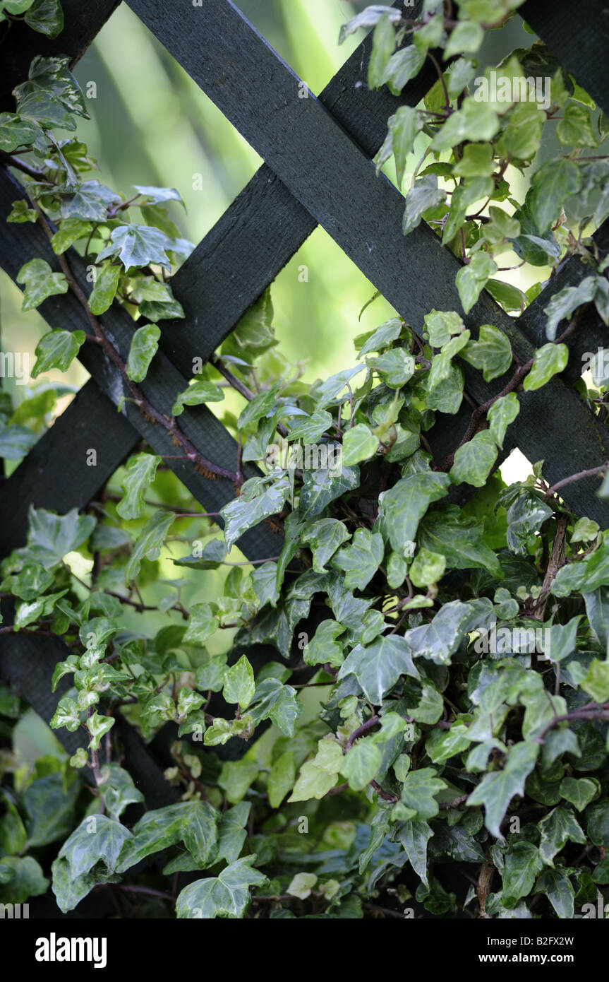 Ivy on trellis Stock Photo - Alamy