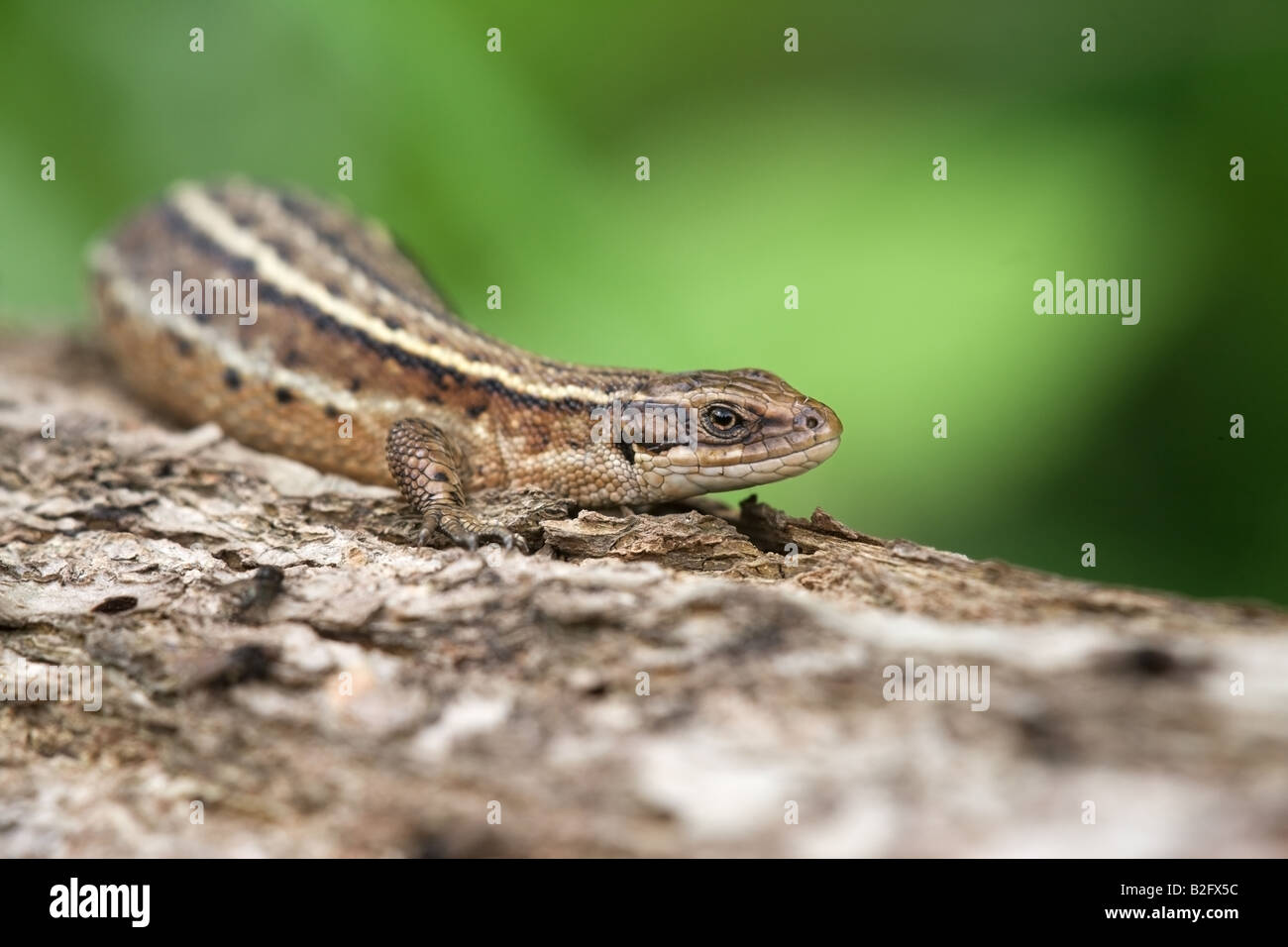 Common Lizard Lacerta vivipara close-up of an adult pregnant female 'sunning' on a log Stock Photo