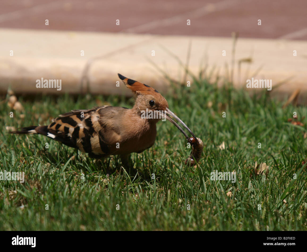 Hoopoe bird Egypt Stock Photo Alamy
