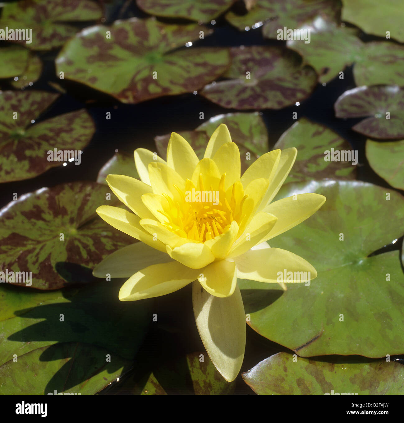 water lily - blossom / Nymphea Stock Photo