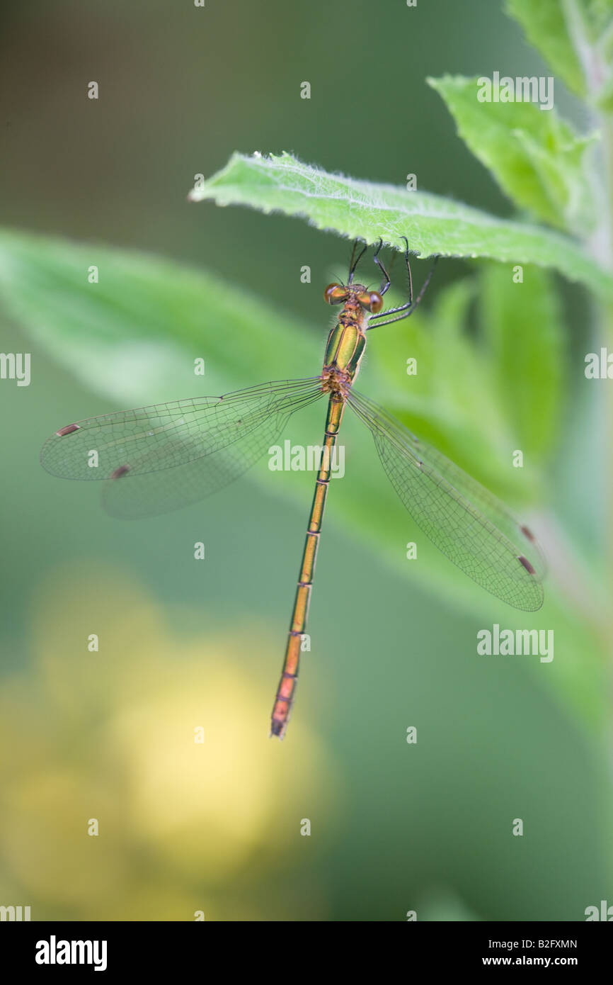 Emerald Damselfly Lestes sponsa adult at rest on a plant leaf Stock ...