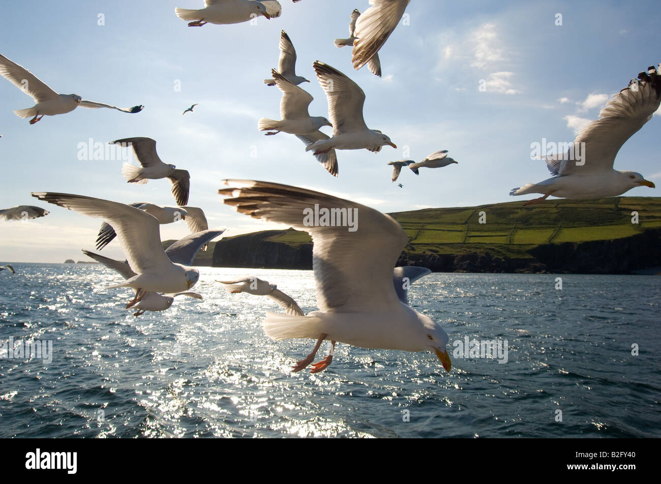 Herring gull (gulls) in flight, Larus argentatus, wide angle over sea