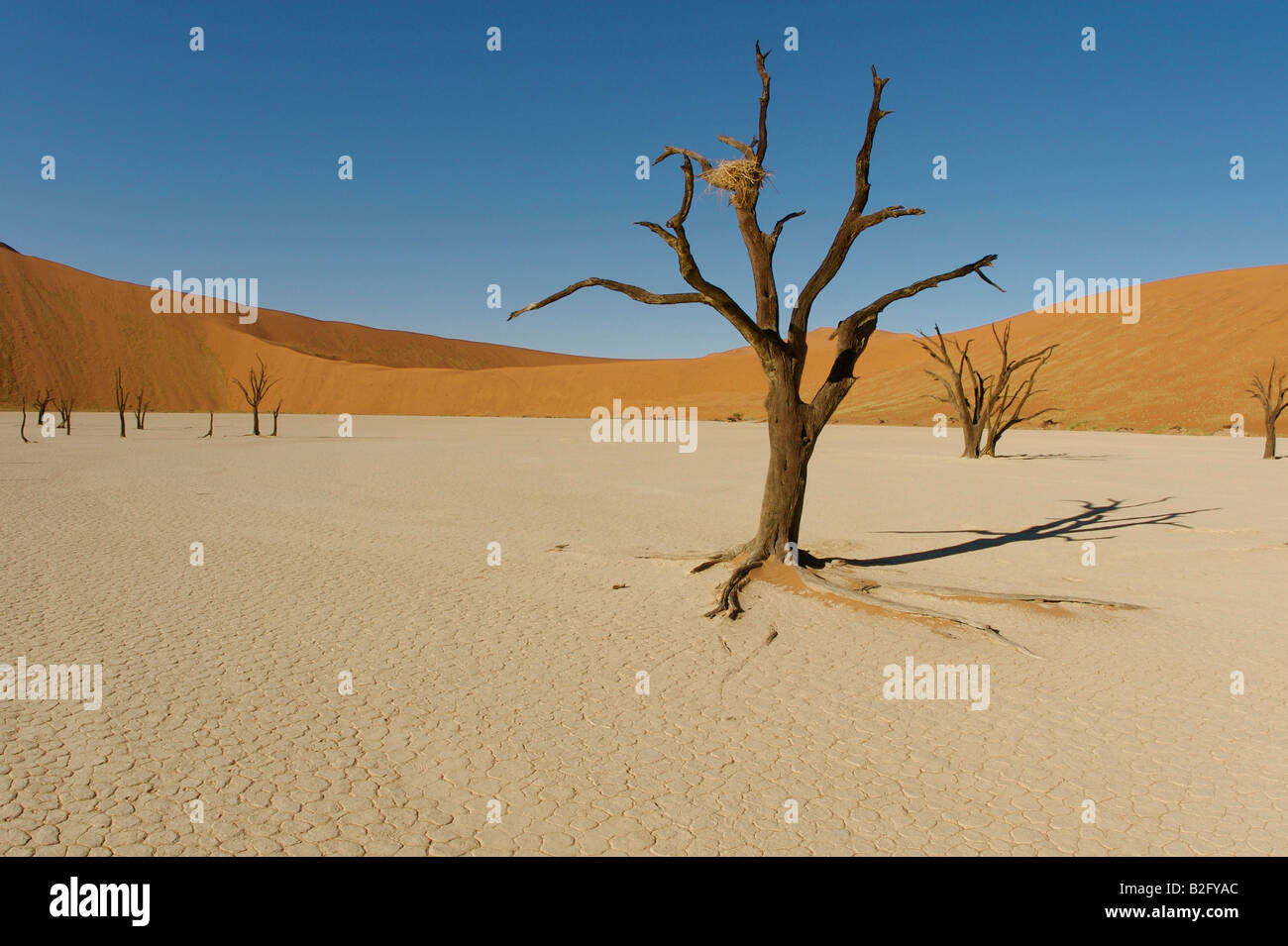 Dead vlei tree namibia Stock Photo