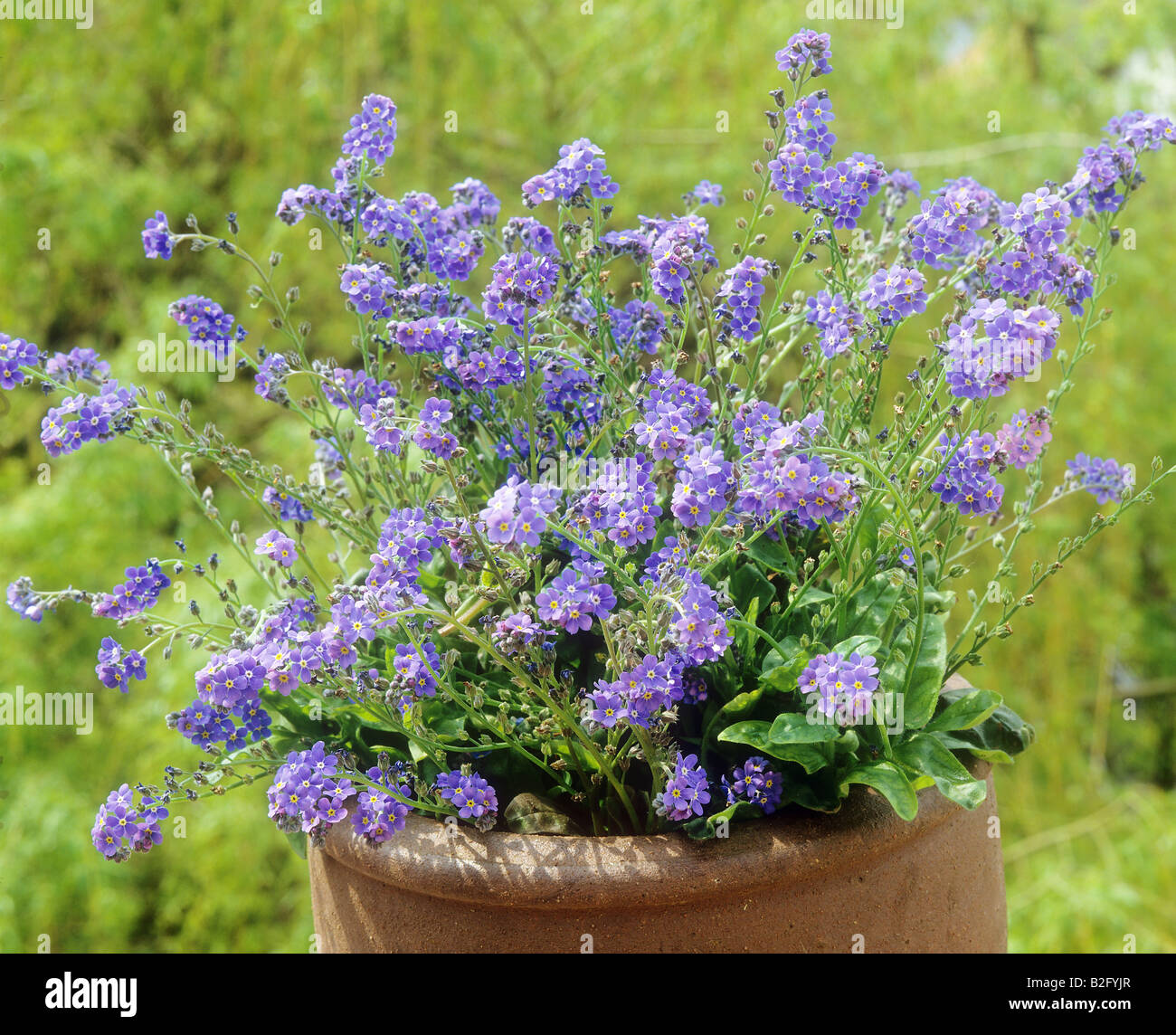 in flowerpot / Myosotis sylvatica Stock Photo Alamy