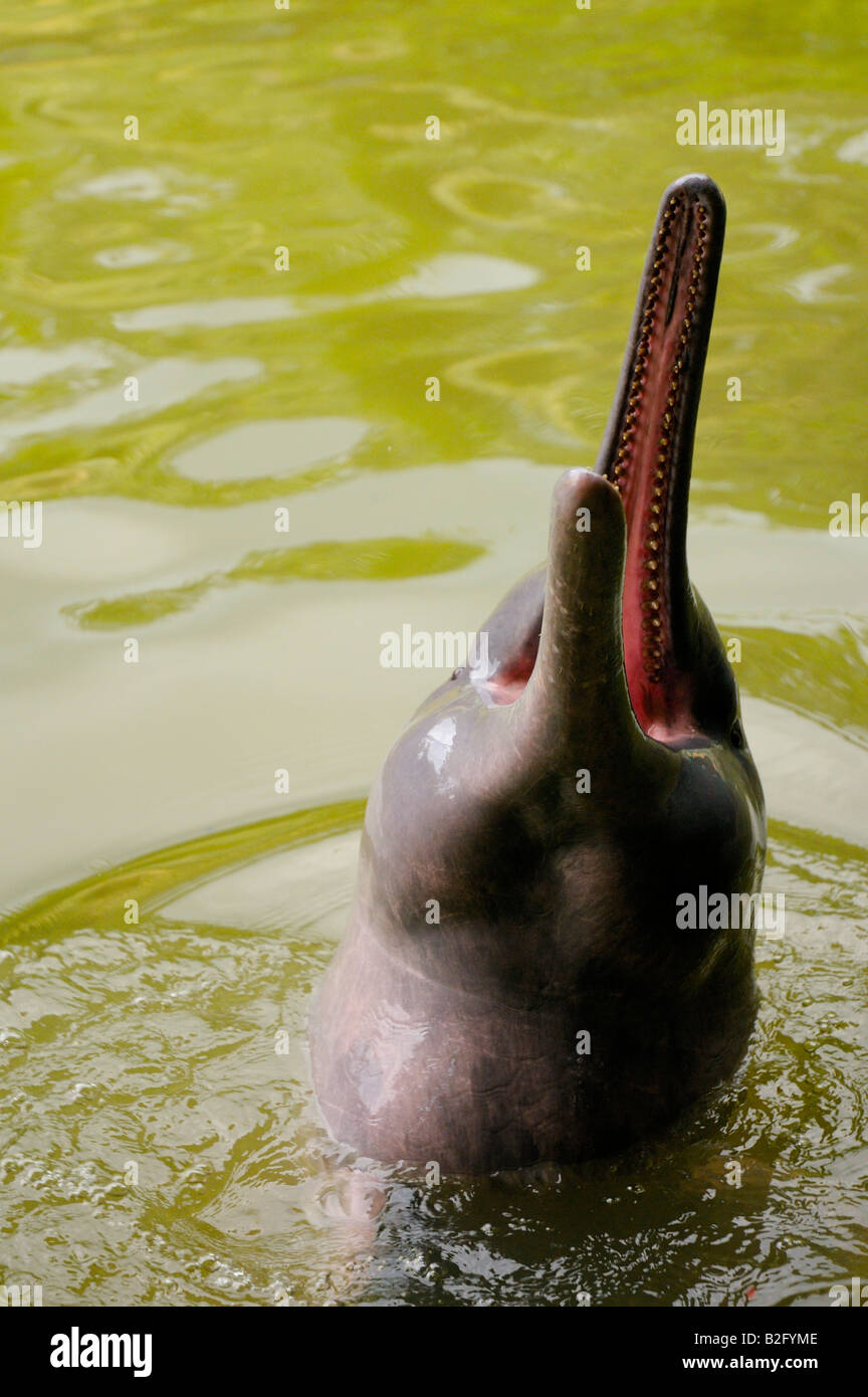 BOTO or PINK RIVER DOLPHIN Inia geoffrensis Stock Photo