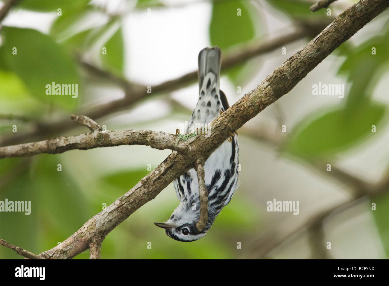 Black and white Warbler (Mniotilta varia) hanging upside down on a branch Stock Photo