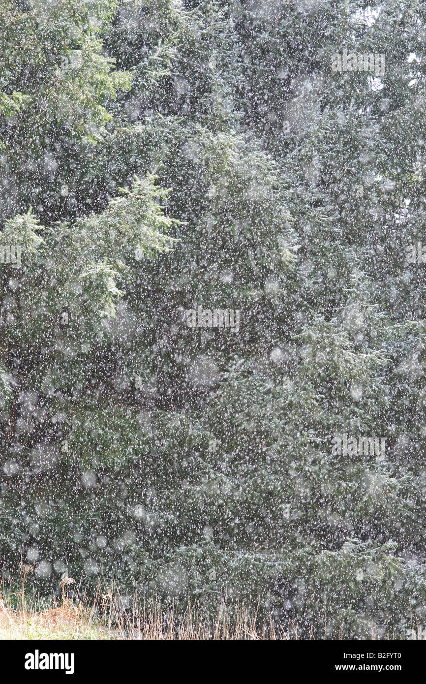 Snowfall against Pine trees Stock Photo