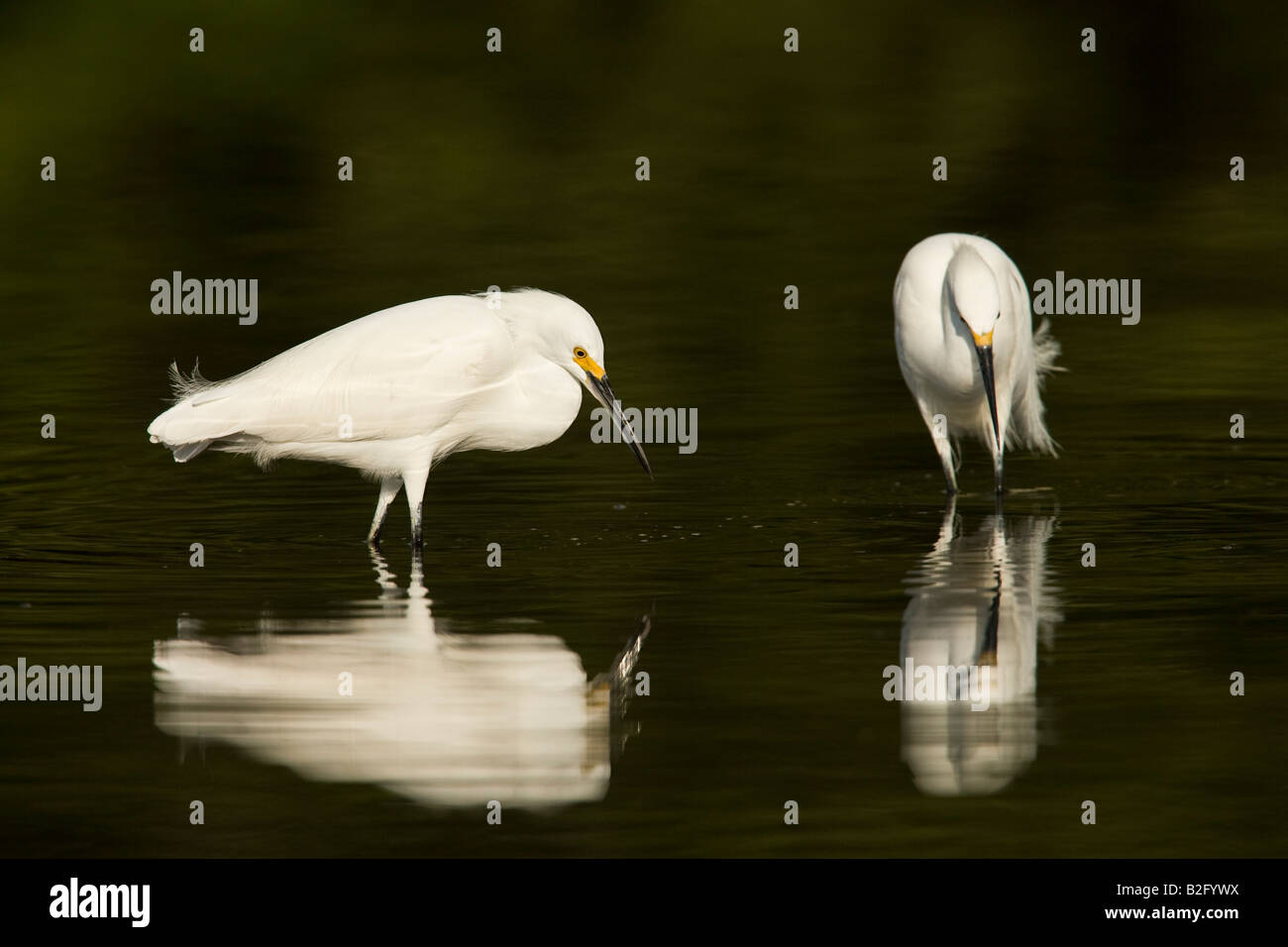 Snowy Egrets (Egretta thula Stock Photo - Alamy