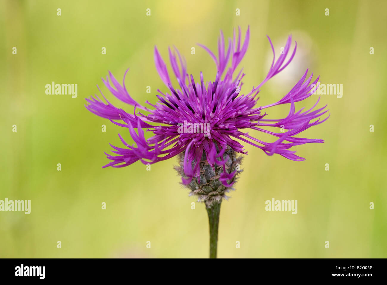 Flower buds knapweed hi-res stock photography and images - Alamy
