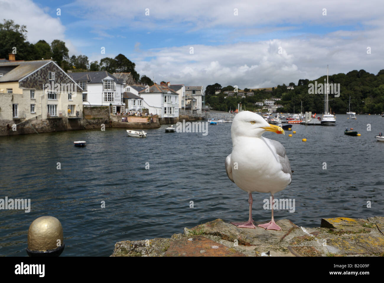 Seagull at Fowey, Cornwall, England, United Kingdom. Stock Photo