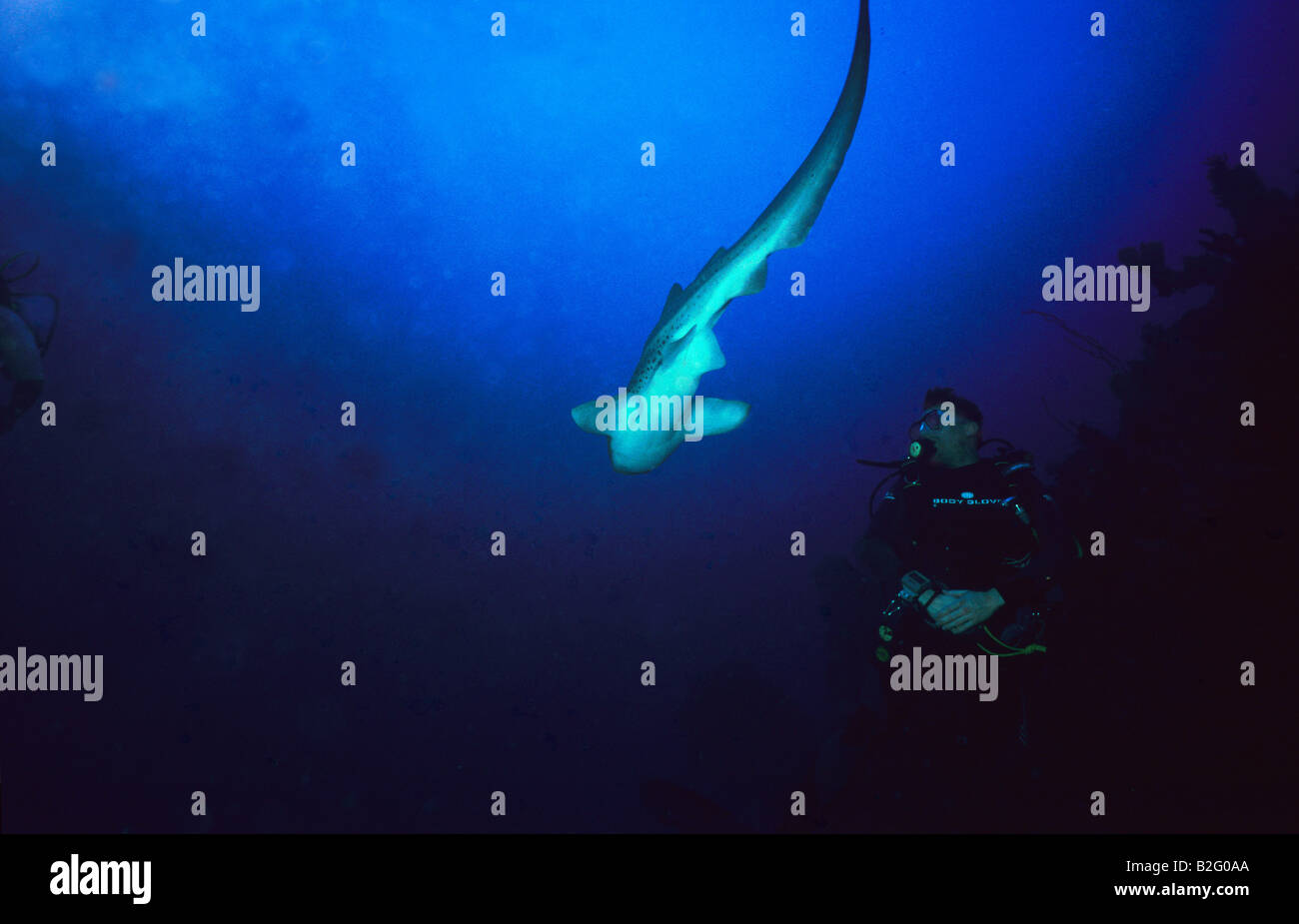 Leopard shark underwater. Underwater marine life of Thailand. Underwater photography. Stock Photo