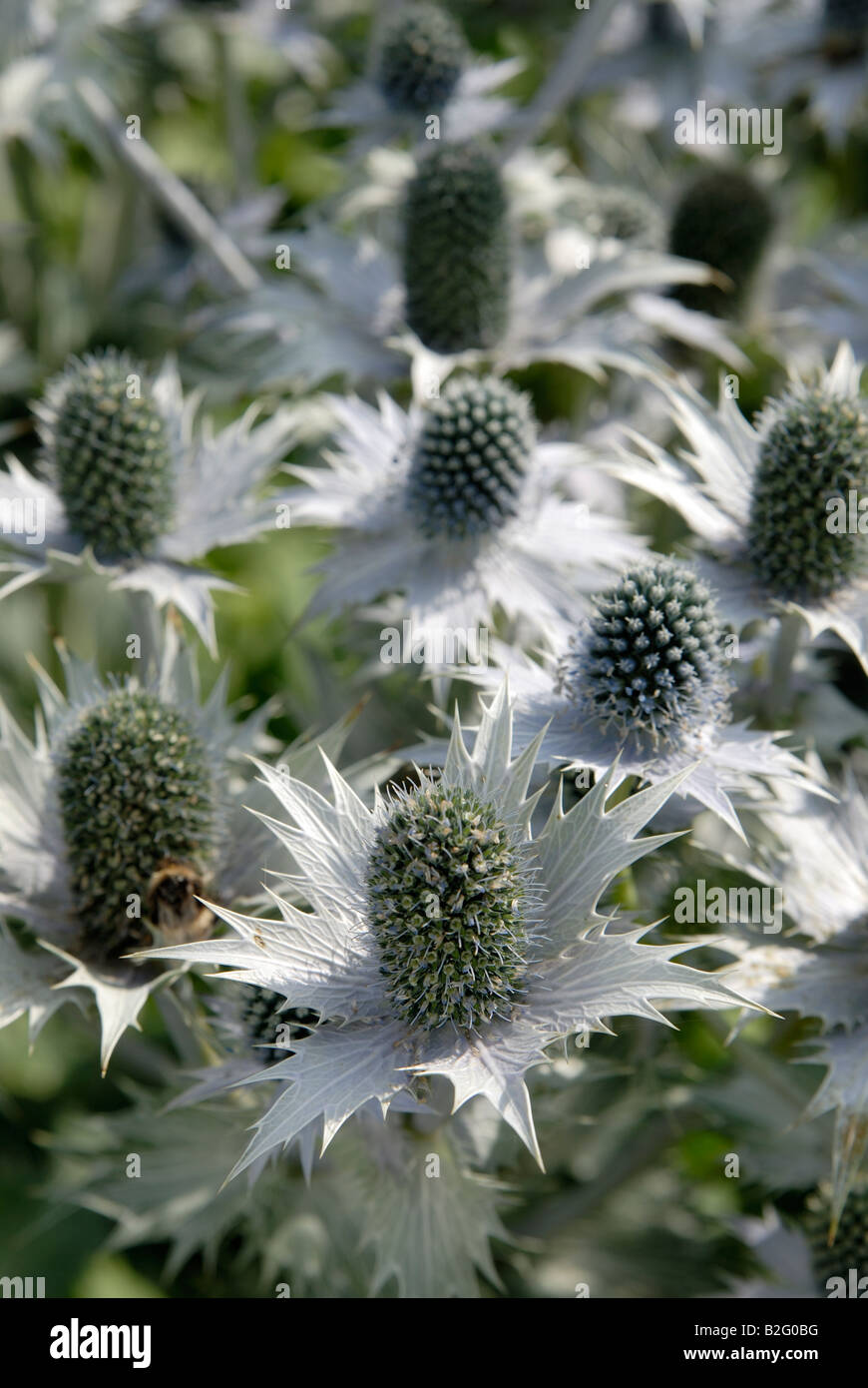 A clump of Eryngium giganteum, "Miss Willmott's Ghost", plants in an English garden in summer