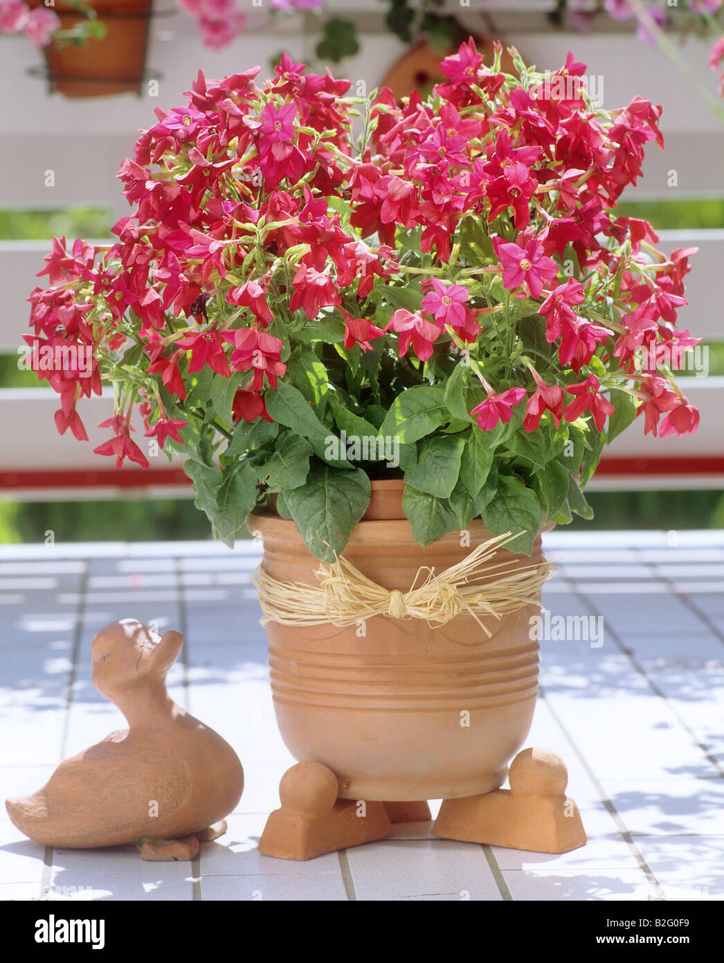 Nicotiana in flowerpot / Nicotiana x sanderae Stock Photo