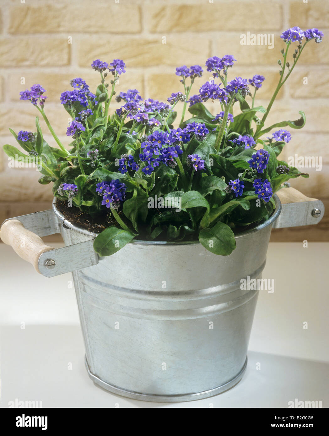 in flowerpot / Myosotis sylvatica Stock Photo Alamy