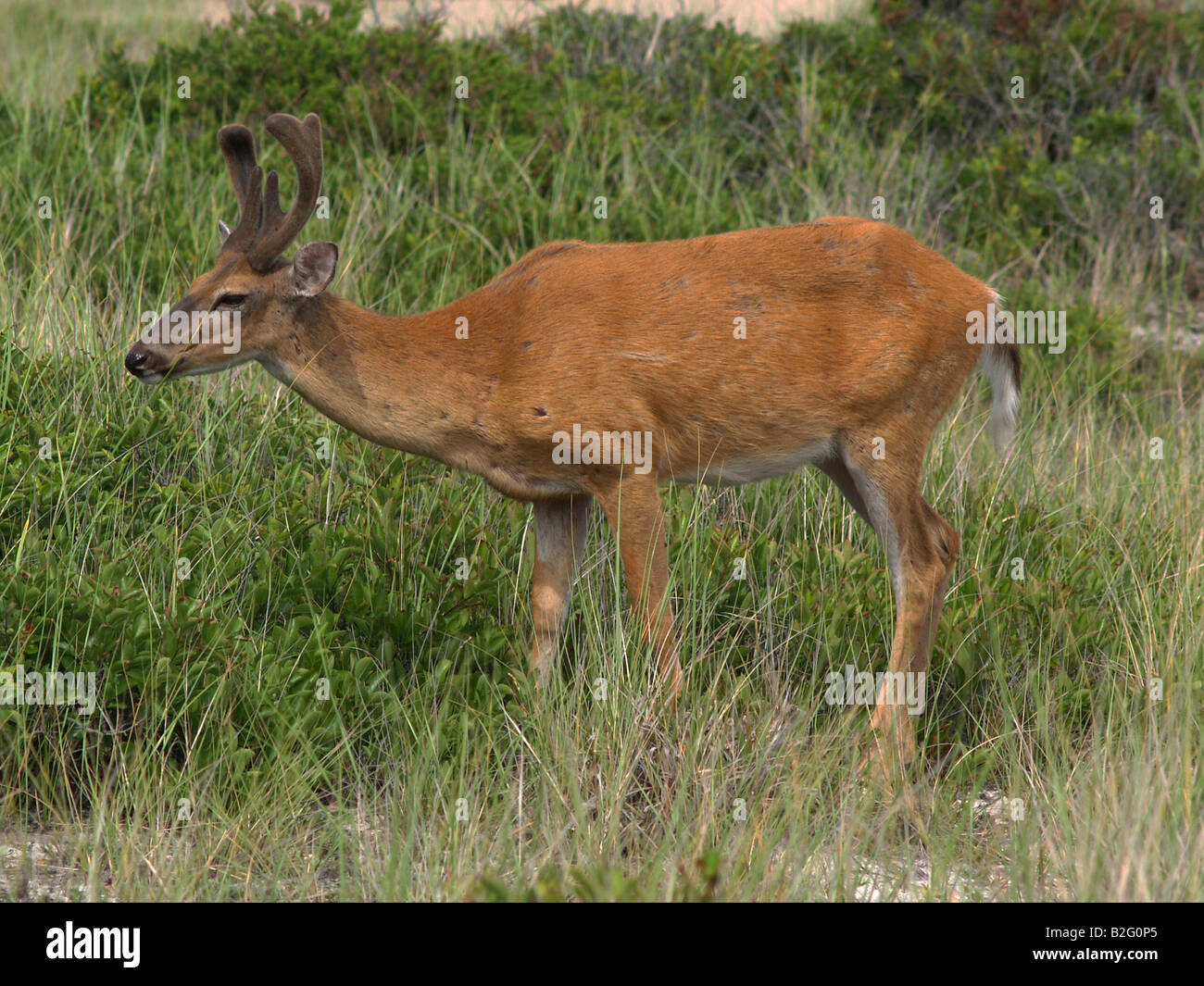 A young buck at Sunken Forest, an densely forested area of the Fire Island National Seashore in New York Stock Photo