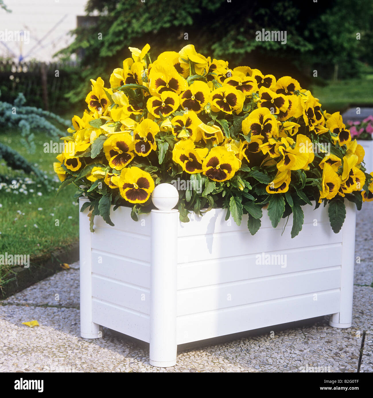 flowerpot with pansy violets Stock Photo
