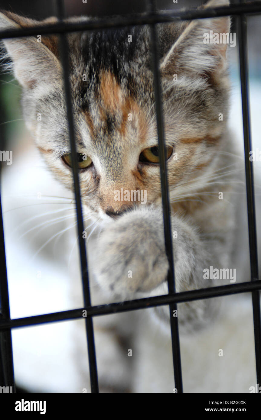 Kitten in a cage Stock Photo Alamy