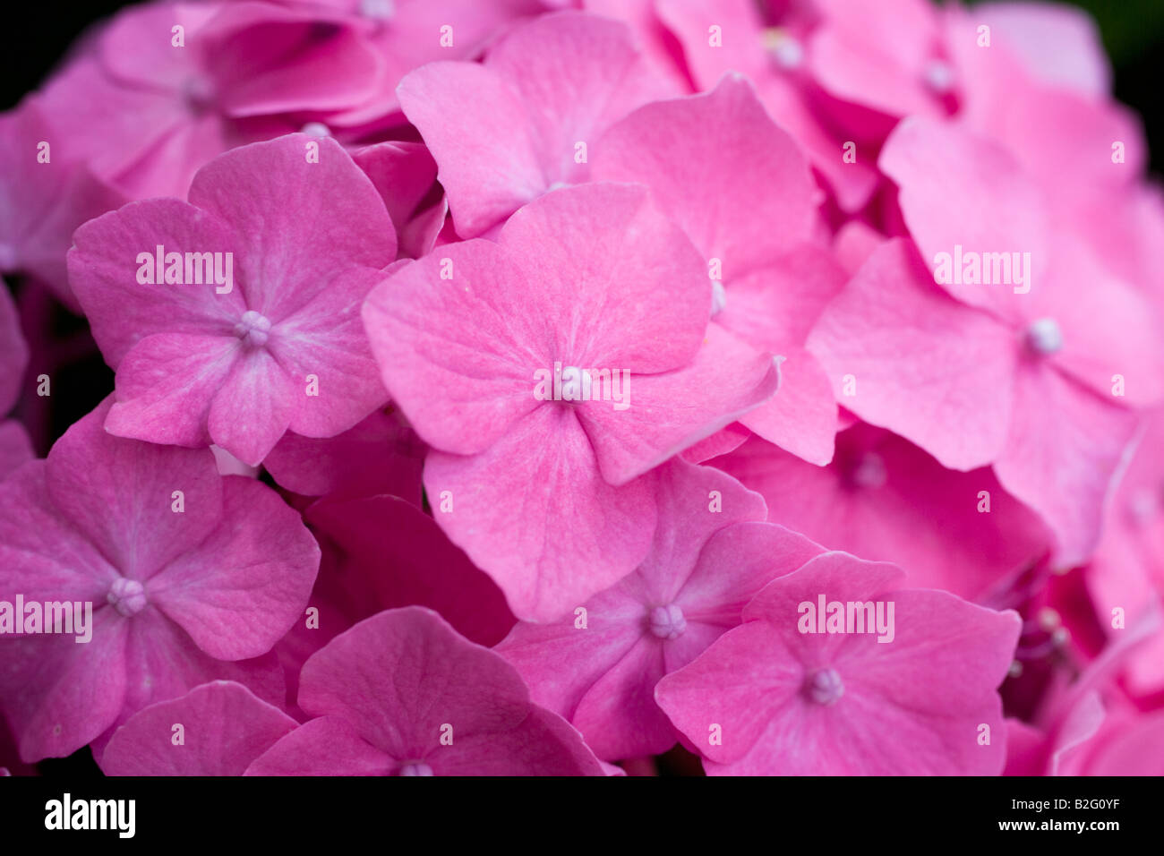 Pink and red hydrangea in garden hi-res stock photography and images ...