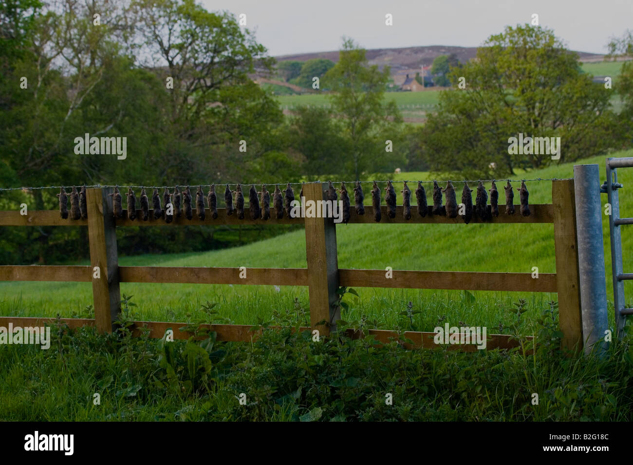 MOLES HUNG ON FENCE Stock Photo Alamy