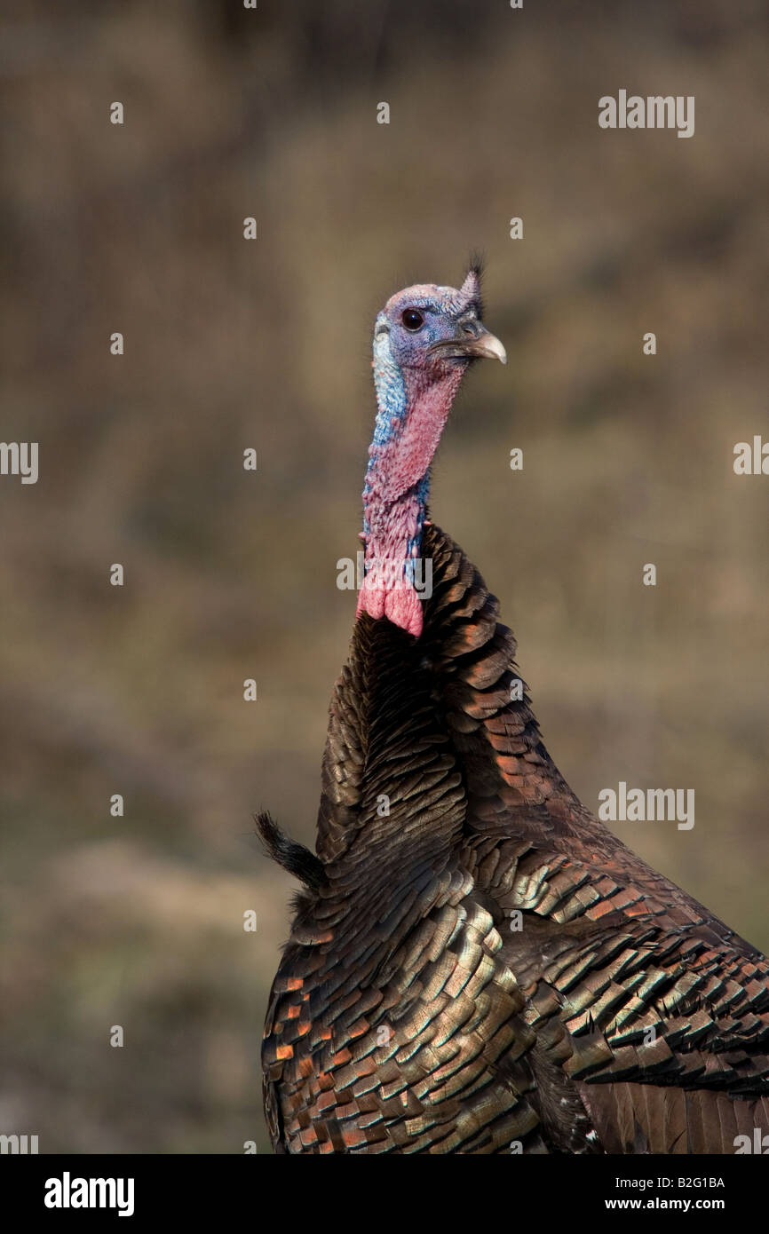 Jake eastern wild turkey in spring Stock Photo Alamy