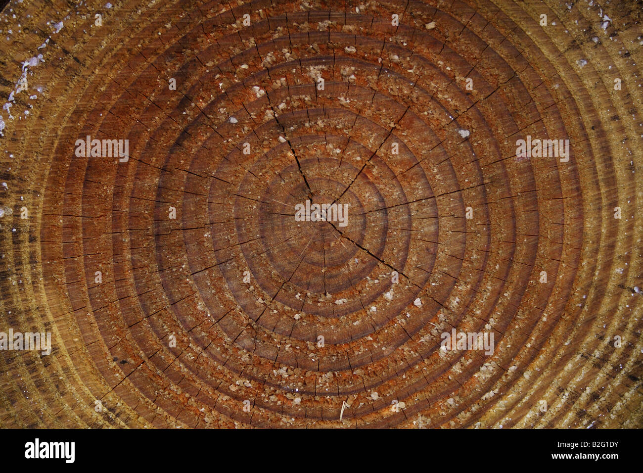 tree annual rings Stock Photo Alamy