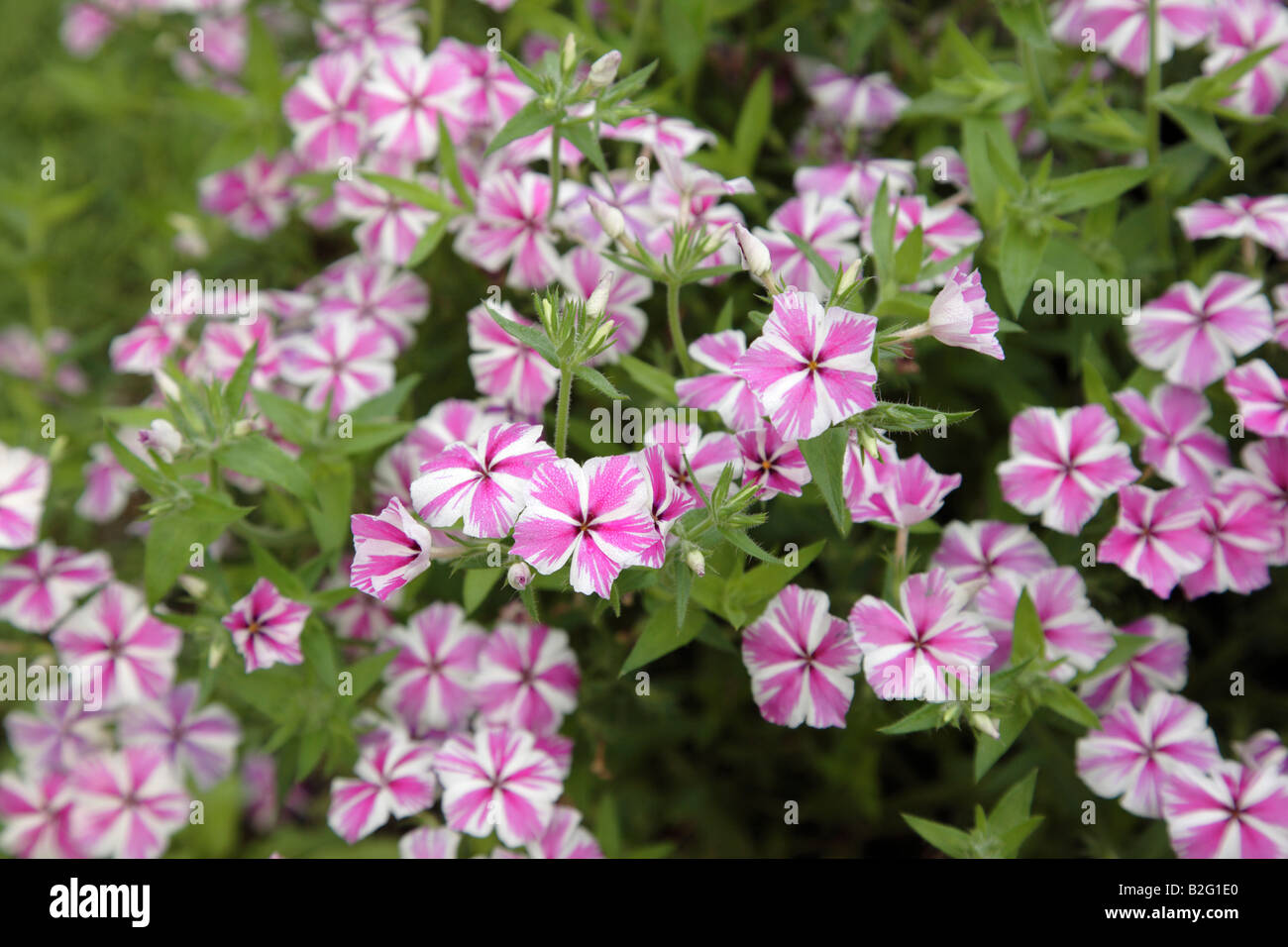 Phlox Intensia Star Brite flowers during the summer months at Prescott Park in Portsmouth New Hampshire USA Stock Photo